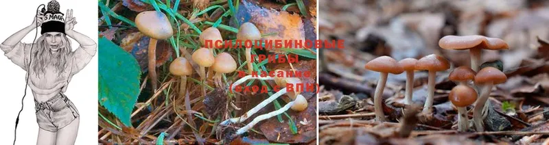 наркошоп  Анива  Псилоцибиновые грибы Psilocybe 